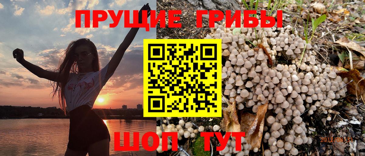 Саки  Псилоцибиновые грибы Cubensis  дарнет шоп  Вход с VPN 