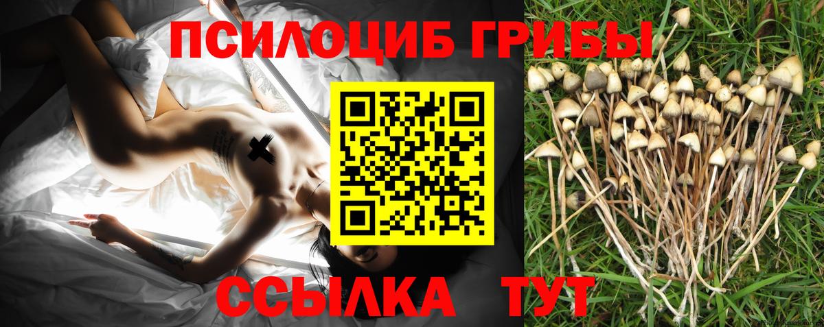 закладка  Галлюциногенные грибы Psilocybe  Саки  Псилоцибиновые грибы GOLDEN TEACHER 
